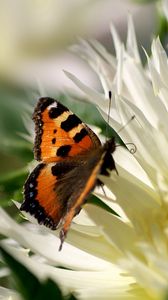 Preview wallpaper flower, butterfly, flight, wings, patterns