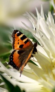 Preview wallpaper flower, butterfly, flight, wings, patterns