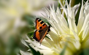 Preview wallpaper flower, butterfly, flight, wings, patterns