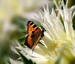 Preview wallpaper flower, butterfly, flight, wings, patterns