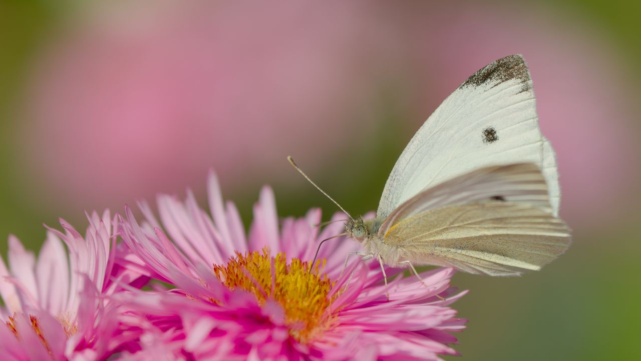 Wallpaper flower, butterfly, pollen, nature