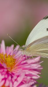 Preview wallpaper flower, butterfly, pollen, nature