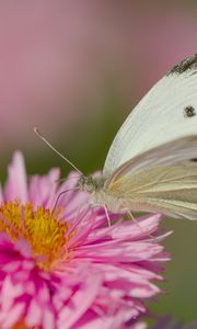 Preview wallpaper flower, butterfly, pollen, nature