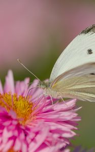 Preview wallpaper flower, butterfly, pollen, nature
