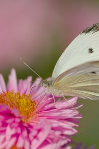 Preview wallpaper flower, butterfly, pollen, nature