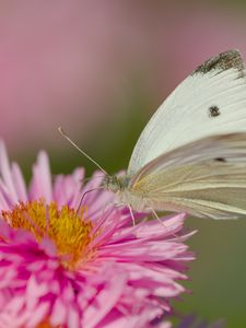 Preview wallpaper flower, butterfly, pollen, nature