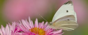 Preview wallpaper flower, butterfly, pollen, nature