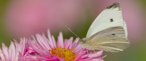 Preview wallpaper flower, butterfly, pollen, nature