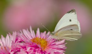 Preview wallpaper flower, butterfly, pollen, nature