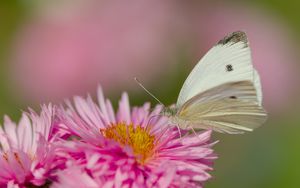 Preview wallpaper flower, butterfly, pollen, nature