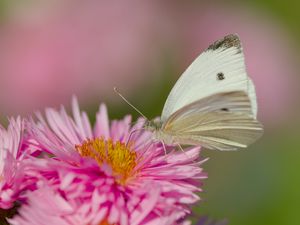 Preview wallpaper flower, butterfly, pollen, nature