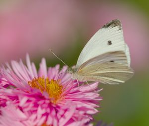 Preview wallpaper flower, butterfly, pollen, nature