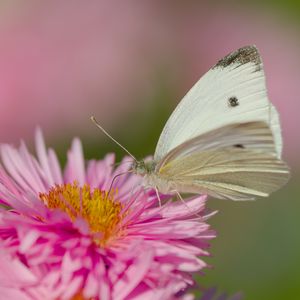 Preview wallpaper flower, butterfly, pollen, nature