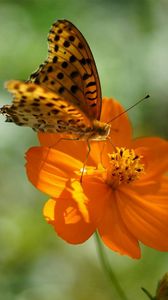 Preview wallpaper flower, butterfly, summer, spotted sunlight