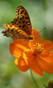 Preview wallpaper flower, butterfly, summer, spotted sunlight