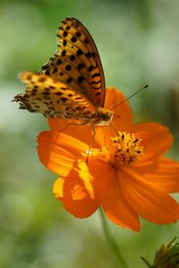 Preview wallpaper flower, butterfly, summer, spotted sunlight