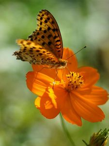 Preview wallpaper flower, butterfly, summer, spotted sunlight