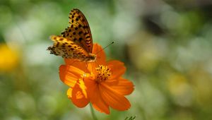 Preview wallpaper flower, butterfly, summer, spotted sunlight