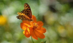 Preview wallpaper flower, butterfly, summer, spotted sunlight