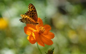 Preview wallpaper flower, butterfly, summer, spotted sunlight