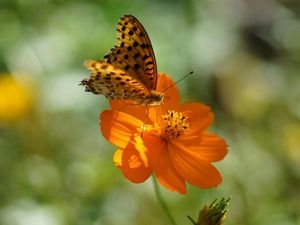 Preview wallpaper flower, butterfly, summer, spotted sunlight