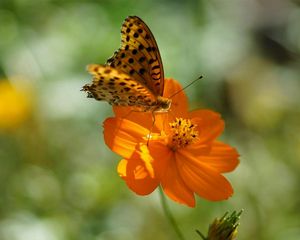 Preview wallpaper flower, butterfly, summer, spotted sunlight