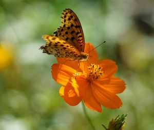 Preview wallpaper flower, butterfly, summer, spotted sunlight