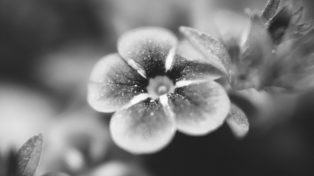 Wallpaper flower, bw, blur, petals