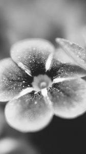 Preview wallpaper flower, bw, blur, petals