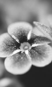 Preview wallpaper flower, bw, blur, petals