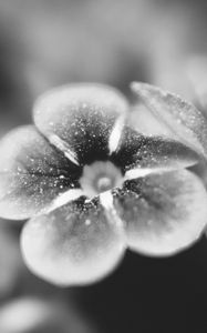 Preview wallpaper flower, bw, blur, petals