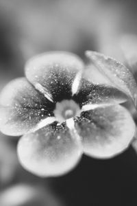 Preview wallpaper flower, bw, blur, petals