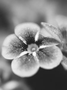 Preview wallpaper flower, bw, blur, petals