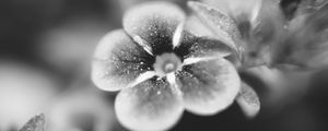 Preview wallpaper flower, bw, blur, petals