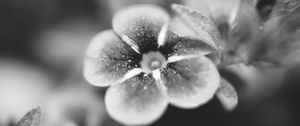 Preview wallpaper flower, bw, blur, petals