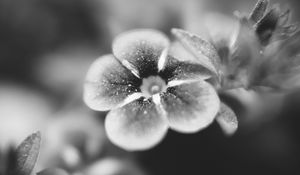 Preview wallpaper flower, bw, blur, petals