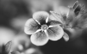 Preview wallpaper flower, bw, blur, petals