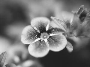 Preview wallpaper flower, bw, blur, petals