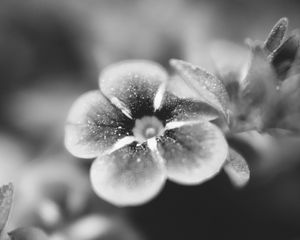 Preview wallpaper flower, bw, blur, petals