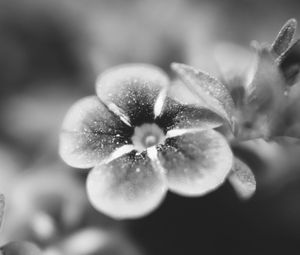 Preview wallpaper flower, bw, blur, petals