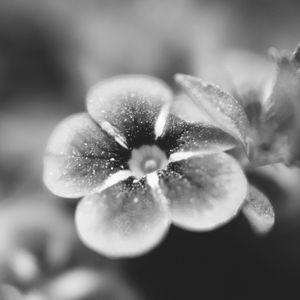 Preview wallpaper flower, bw, blur, petals