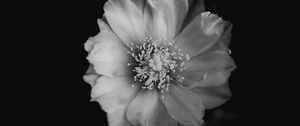 Preview wallpaper flower, bw, bud, petals