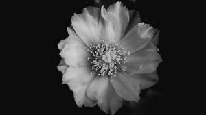 Preview wallpaper flower, bw, bud, petals