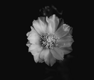 Preview wallpaper flower, bw, bud, petals