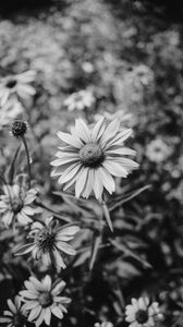 Preview wallpaper flower, bw, flowerbed, blur