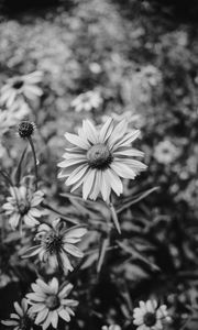 Preview wallpaper flower, bw, flowerbed, blur