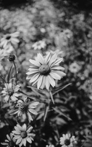 Preview wallpaper flower, bw, flowerbed, blur