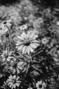 Preview wallpaper flower, bw, flowerbed, blur