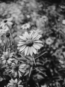 Preview wallpaper flower, bw, flowerbed, blur