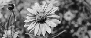 Preview wallpaper flower, bw, flowerbed, blur